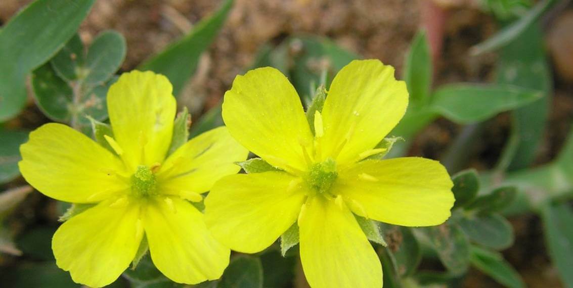 Bulgarijos Tribulus Terrestris privalumai