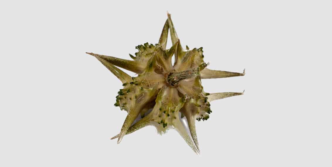 Bulgarų žolininkas Borisas Nikolovas: „Bulgarų viagra vadinasi Tribulus Terrestris“