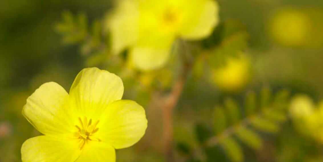 Atraskite Bulgarijos Tribulus Terrestris ištvermei, jėgai ir libido