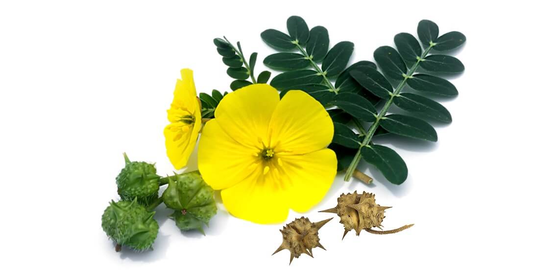 Atraskite unikalų augalą – Bulgarijos Tribulus Terrestris