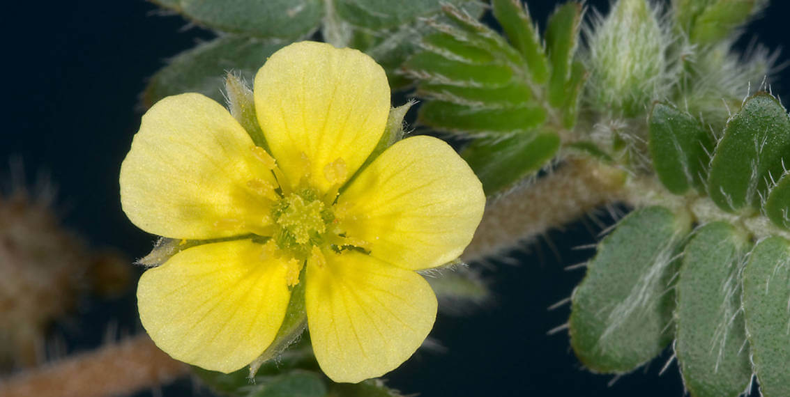 Nuostabi Bulgarijos Tribulus Terrestris nauda