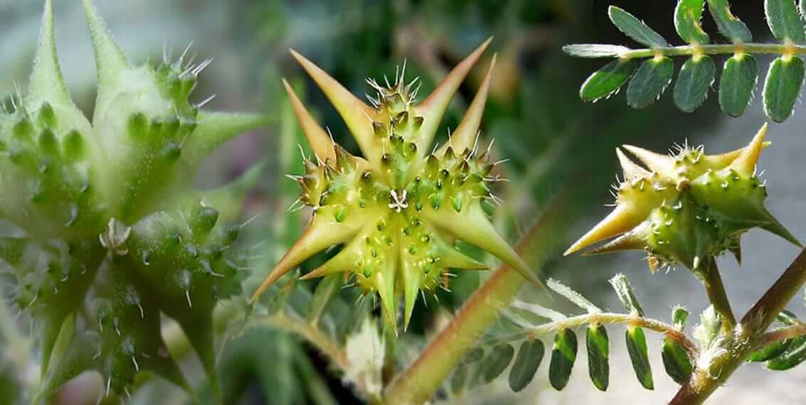 Stebuklingoji bulgariška žolelė – Tribulus Terrestris
