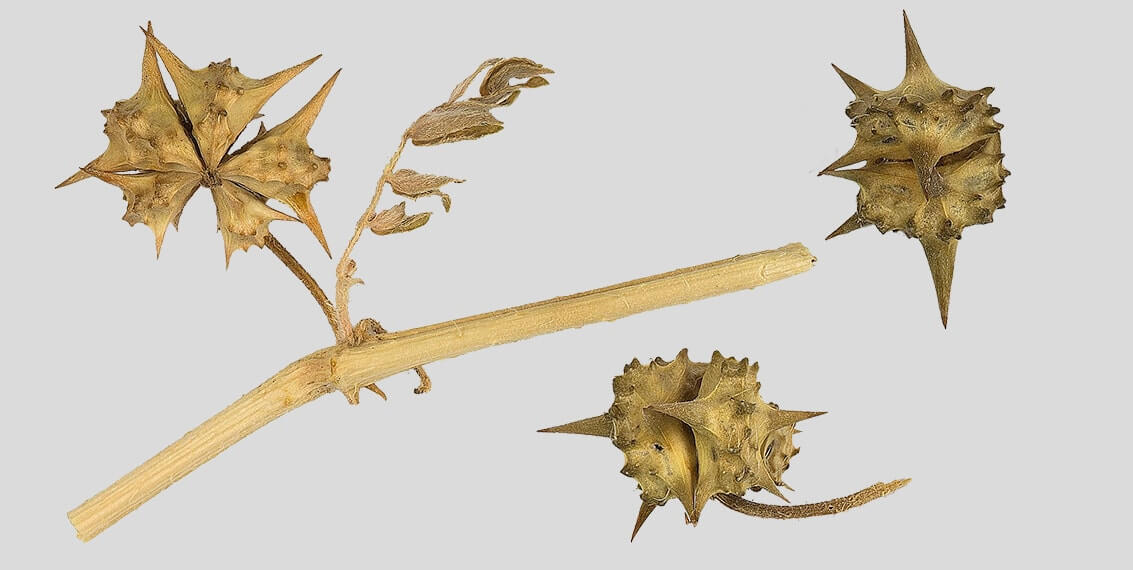 Svarbūs Bulgarijos Tribulus Terrestris aspektai