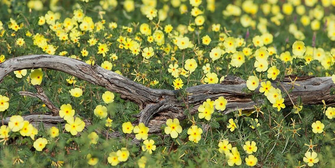 Unikalūs Bulgarijos Tribulus Terrestris privalumai