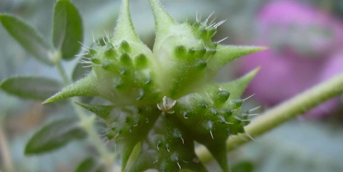 Kodėl Bulgarijos Tribulus Terrestris