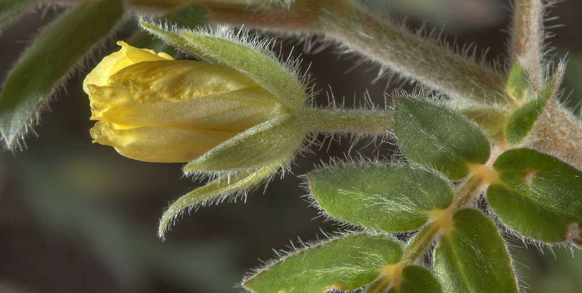 Kodėl jums REIKIA vartoti Bulgarijos Tribulus Terrestris